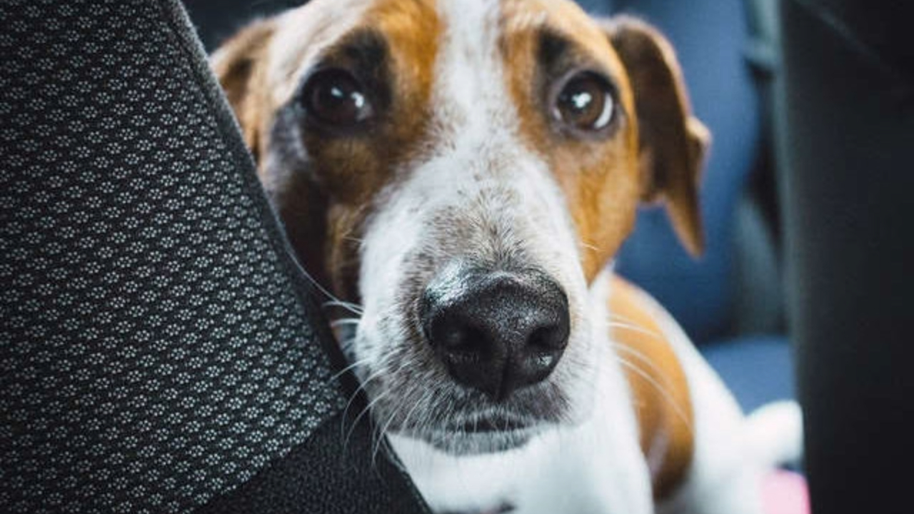 Aprenda como transformar o comportamento do seu cão com técnicas fáceis de aplicar no conforto do seu lar.